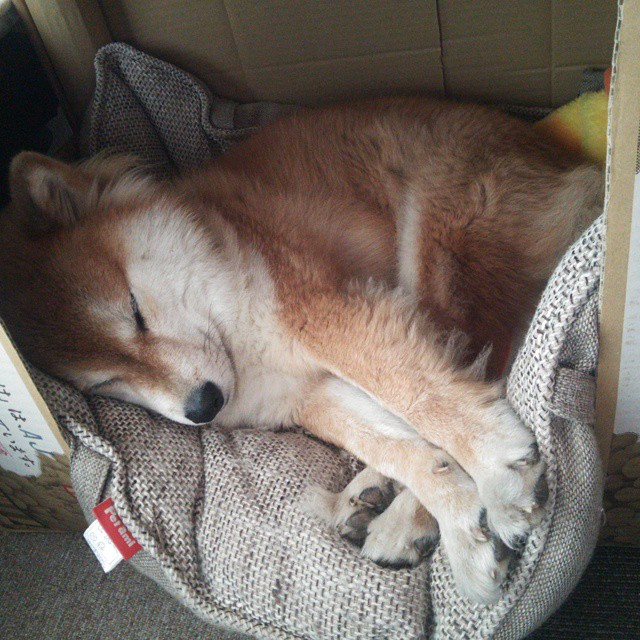 虚拟巅峰对决，北京队数据战术轻取绿军，西亚卡姆排名争夺战个人秀震撼篮坛