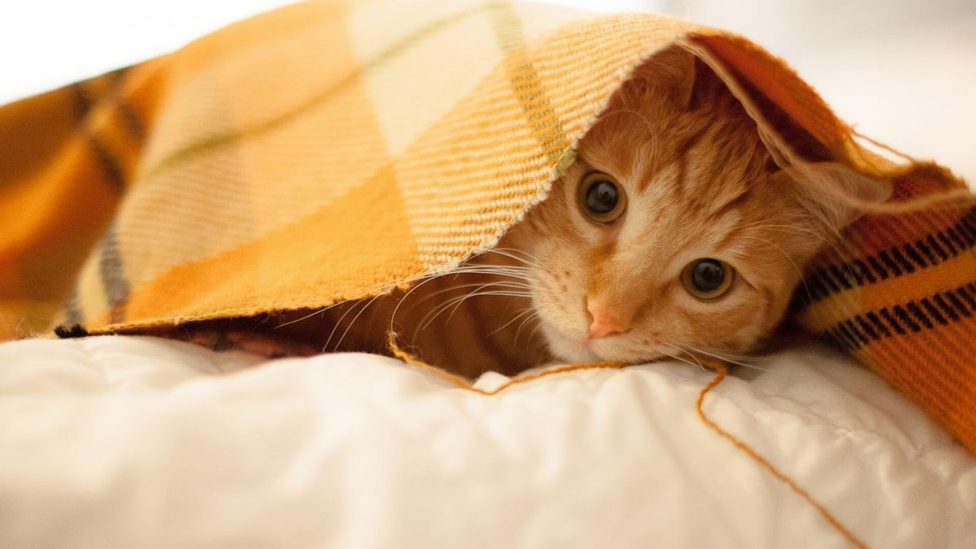 西甲国家德比战术教科书，埃及如何像皇马一样打穿洪都拉斯防线