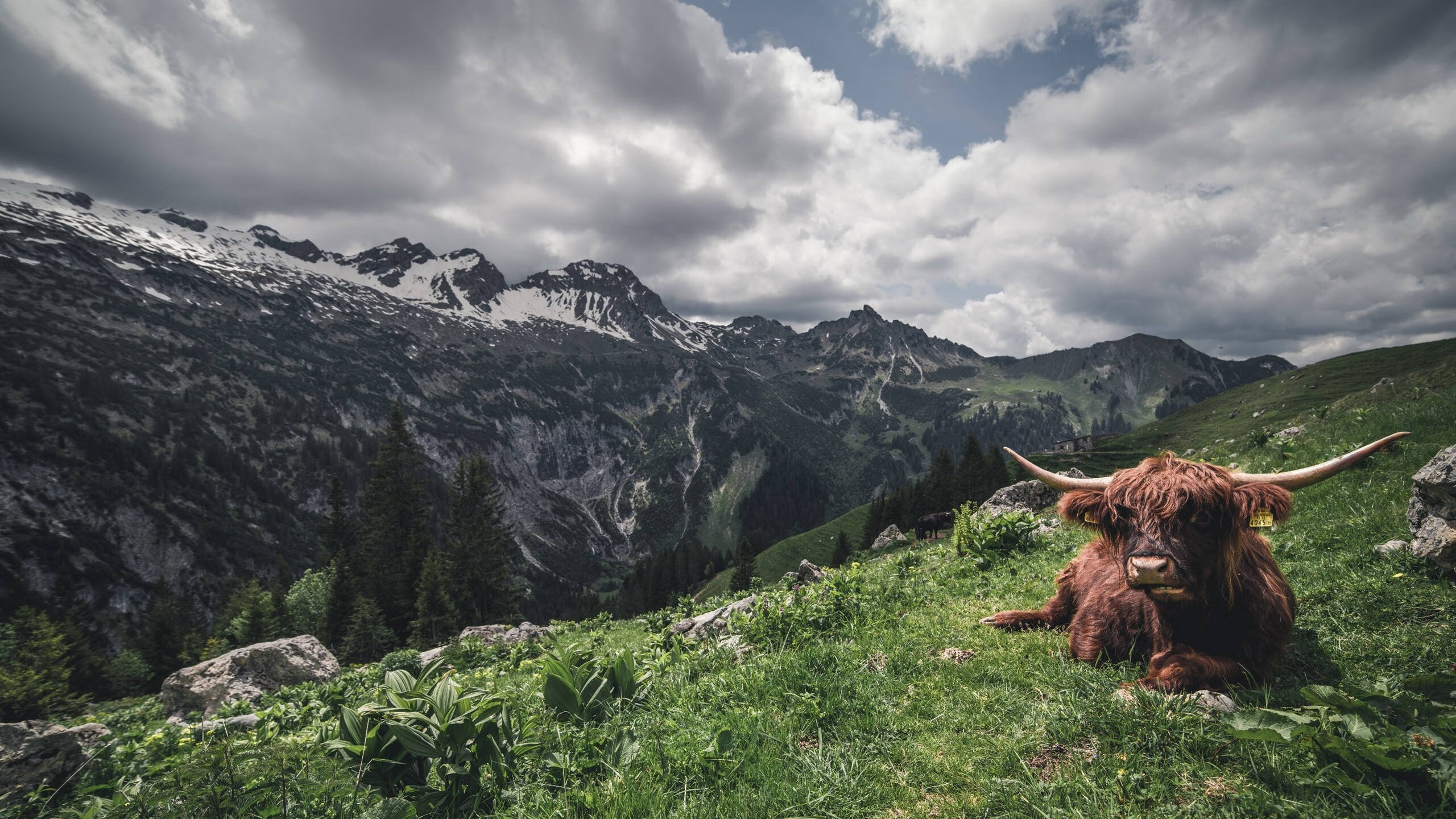 跨界封神夜，当塔图姆的冷血三分映照美加墨星空