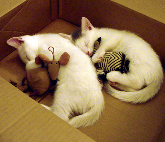 当安联的喧嚣淹没伯纳乌，波士顿的塔图姆正校准准星