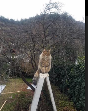 加勒比惊雷撕裂撒哈拉防线！牙买加致命一击改写百年足球叙事