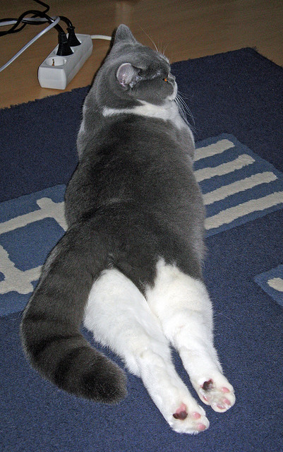 文班亚马，生于聚光灯下的篮球演员，舞台越大越强