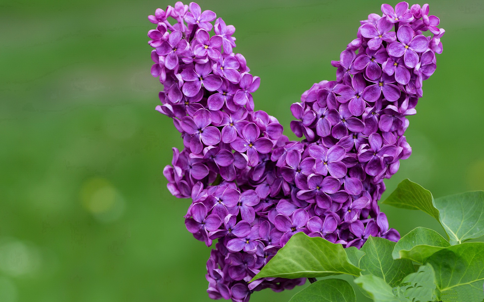 钢铁之矛刺穿银黑铠甲，凯尔特人在欧冠式绞杀中力克马刺