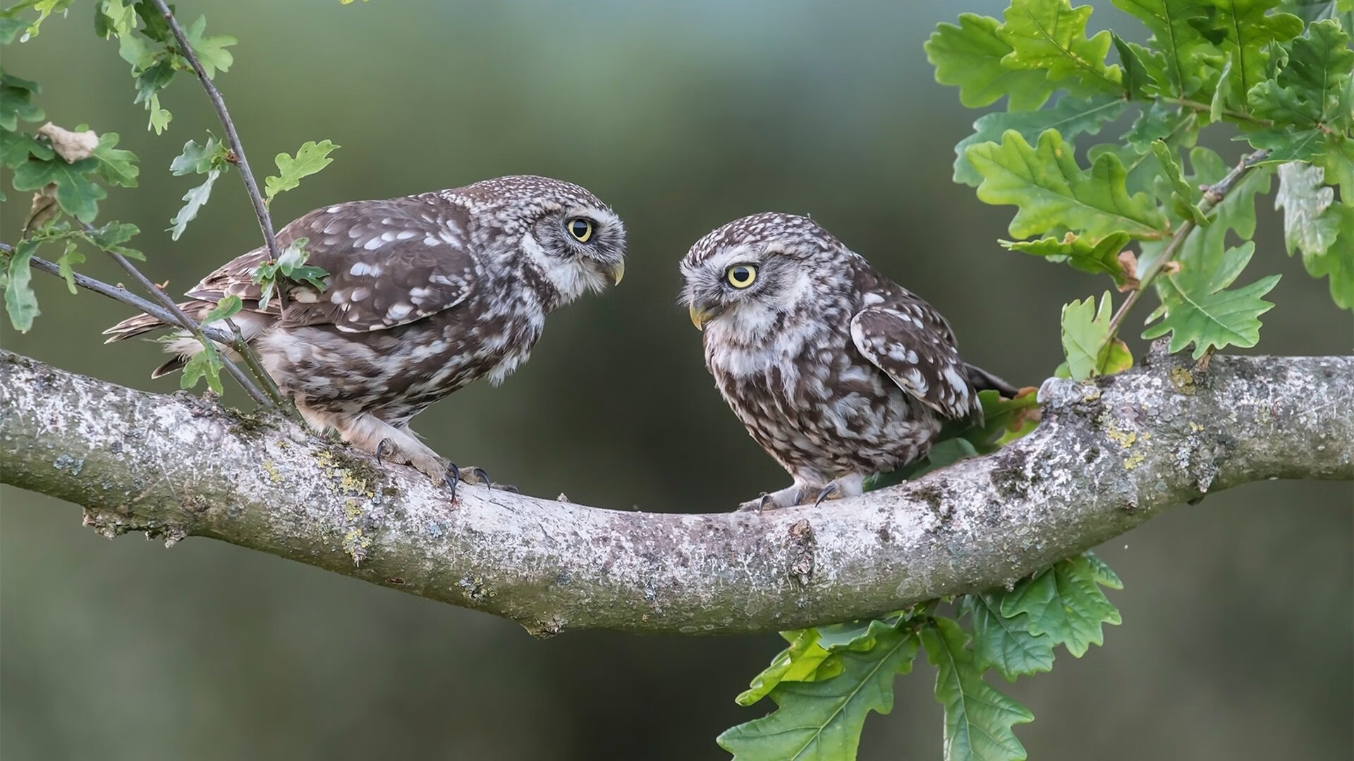末节18-4冲击波！日本男篮逆转阿尔及利亚获奥运门票，渡边雄太封神一战