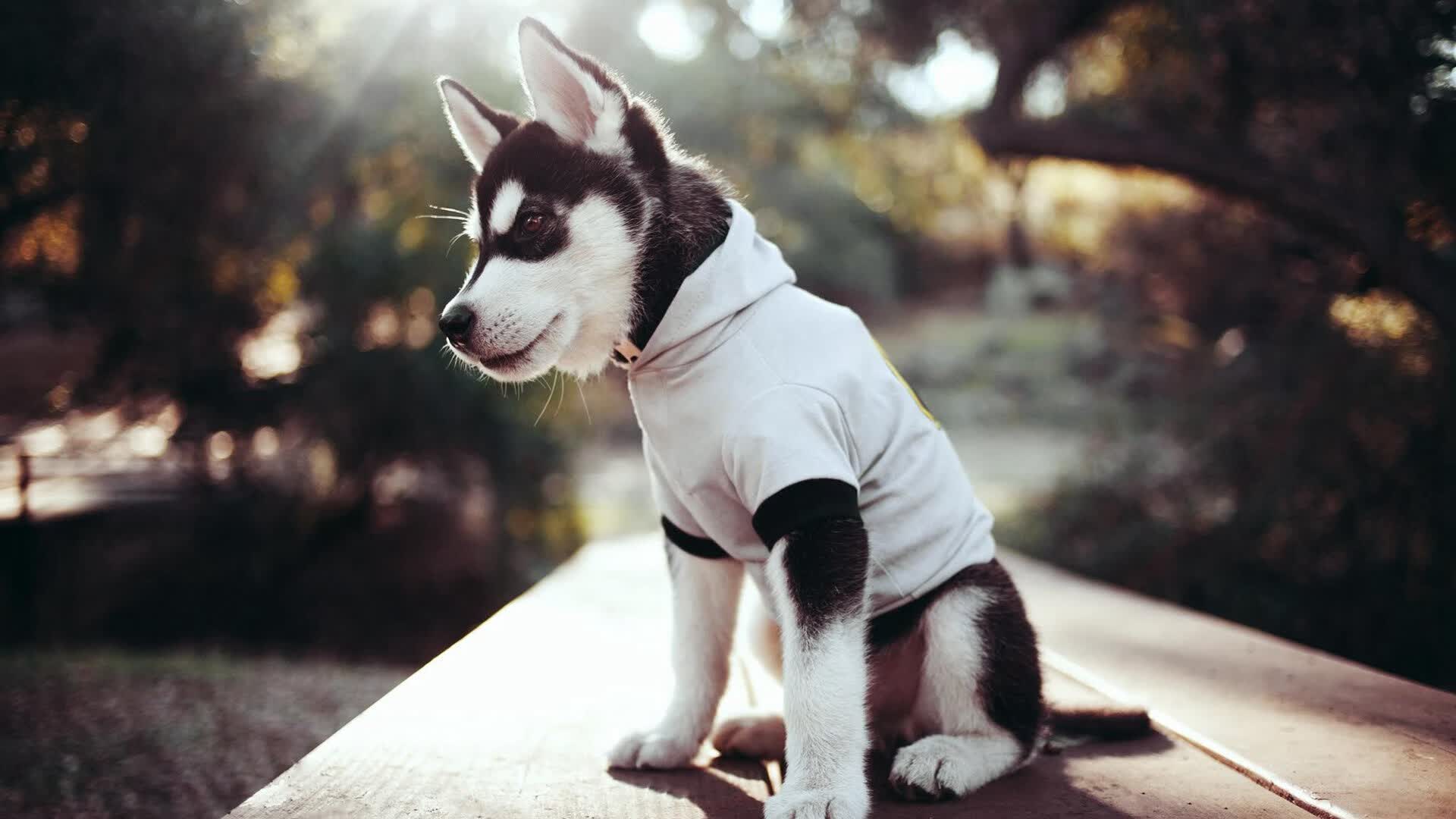 唯一的不败神话！辽宁队连续得分潮扼杀独行侠，哈利伯顿成唯一解药