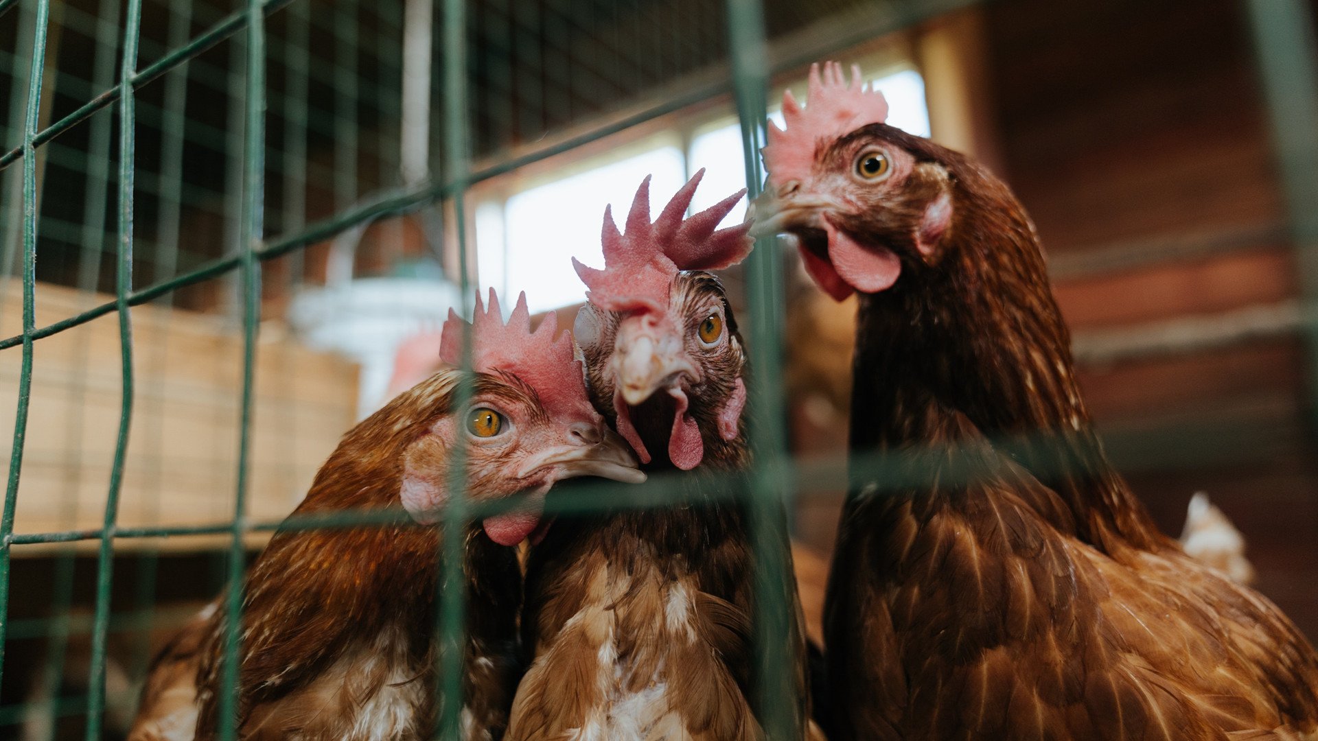 孤胆棋手的加时棋局，当布伦森在总决赛的混沌中，为步行者刻下唯一的胜者之名